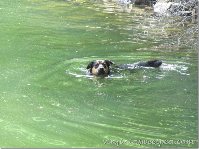 Sherman Skulina swimming at SML