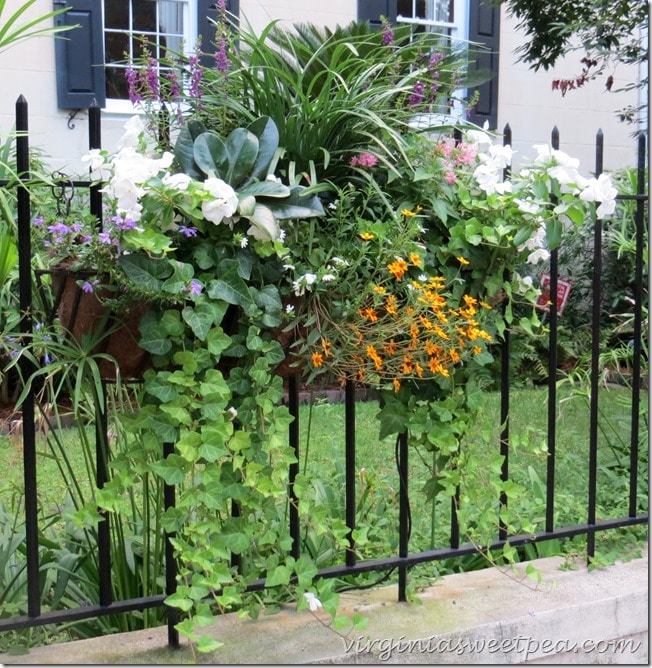 Hanging Basket in Charleston SC