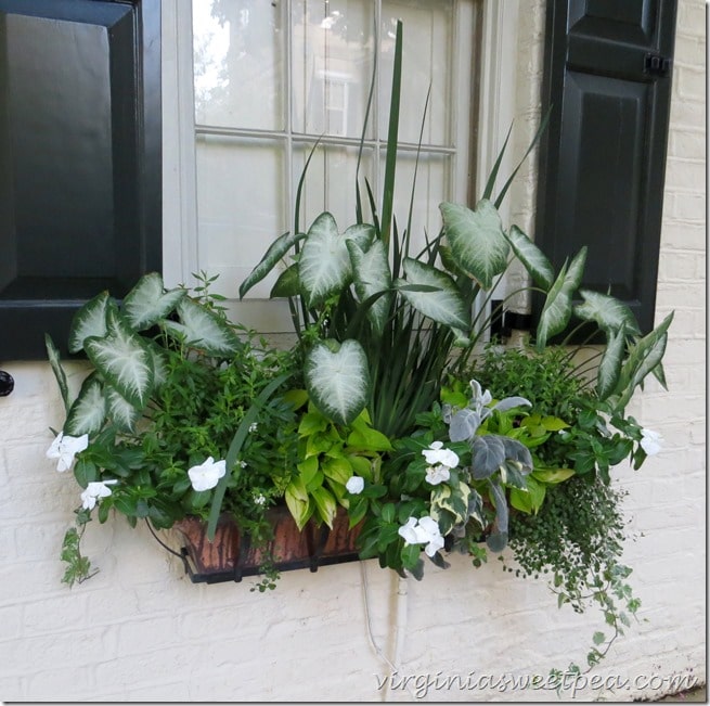 Lush Window Basket in Charleston SC