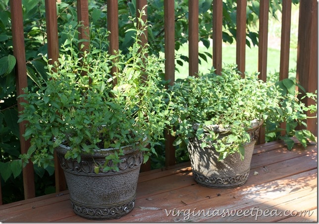 Mint growing on my deck