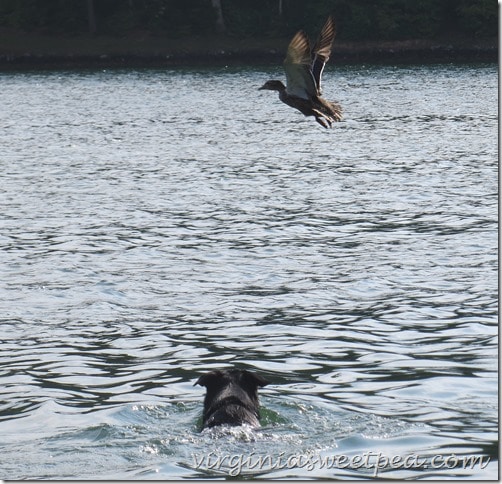 Sherman Skulina Chases a Duck at Smith Mountain Lake