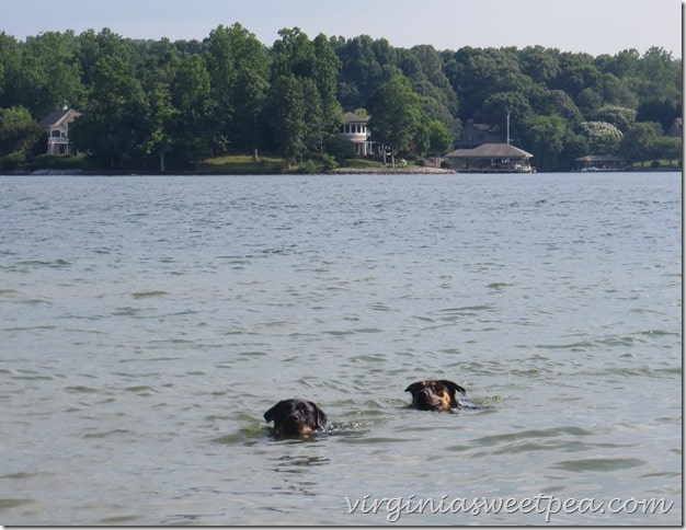 Sherman Skulina Swims with LadyBug at SML