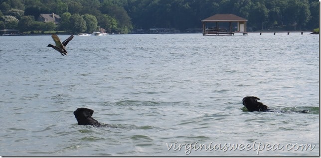 Sherman Skulina and LadyBug Chase a Duck at SML