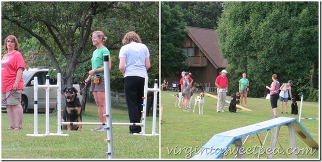 Sherman Skulina at Agility