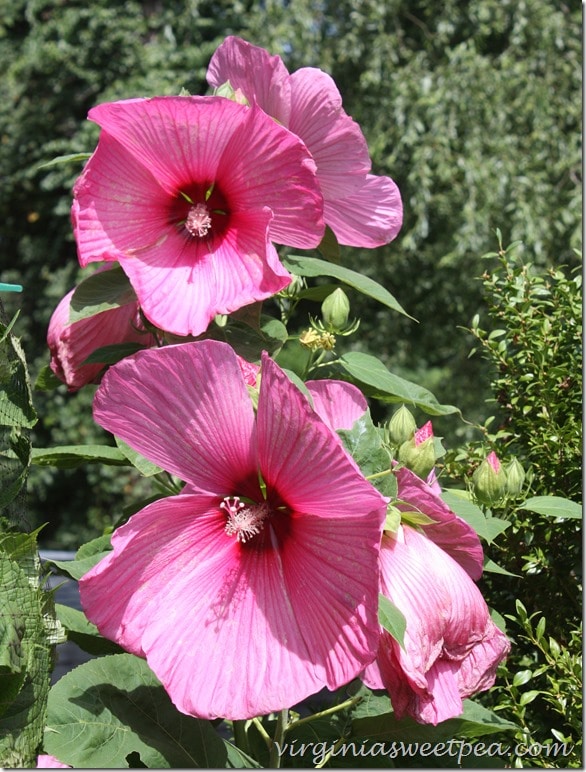 Hibiscus – A Prolific Bloomer - Sweet Pea