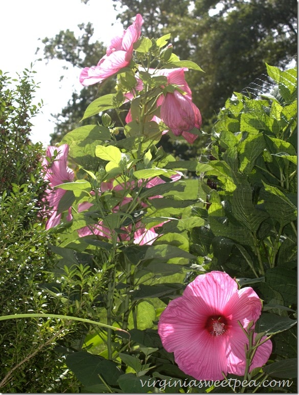 Hibiscus3