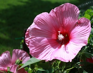 Hibiscus – A Prolific Bloomer