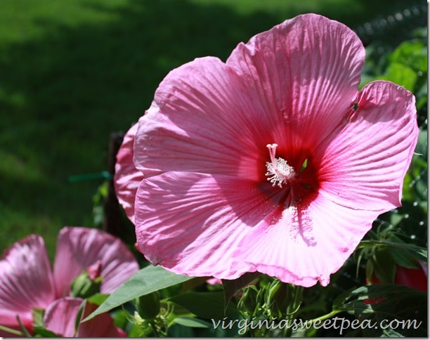 Hibiscus-virginiasweetpea.com