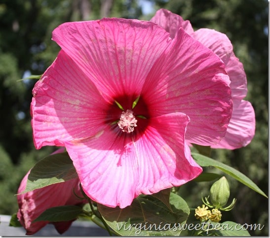 Hibiscus-virginiasweetpea.com