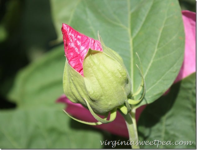 Hibiscus Bud by virginiasweetpea.com