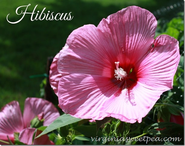 Hibiscus - Summer Bloomer - virginiasweetpea.com