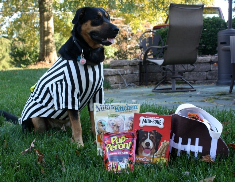 Halloween Treats (Not Tricks) for Sherman’s Doggie Friends