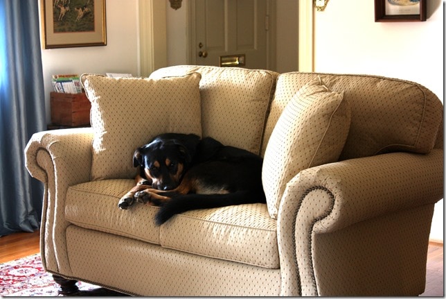 Sherman Skulina on the Fancy Sofa