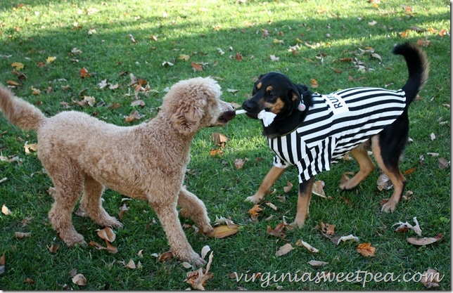 Sherman Skulina and Cajun Play tug-o-war