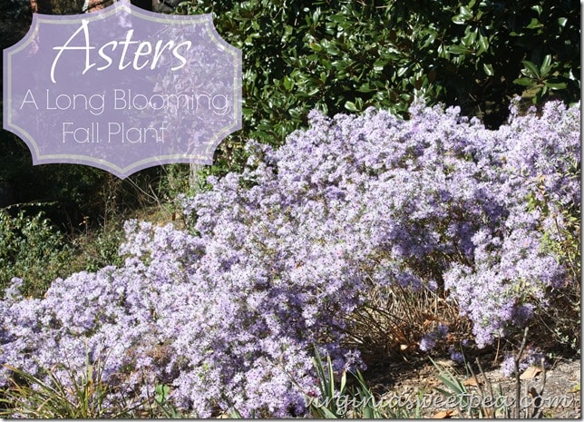 Asters - A Long Blooming Fall Plant