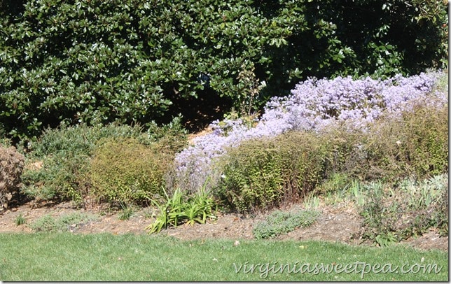 Asters Tumbling Down the Hill