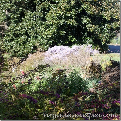 Asters and Beautyberry