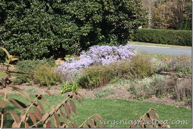 Asters in My Lanscape Bed