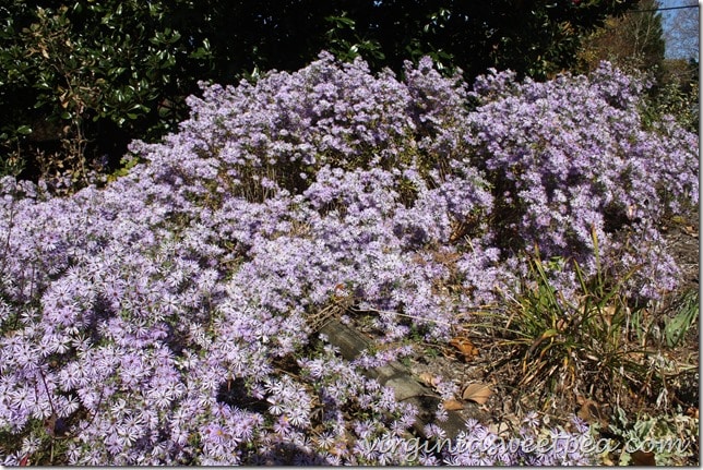 Beautiful Asters