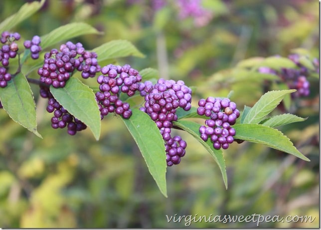 BeautyBerry