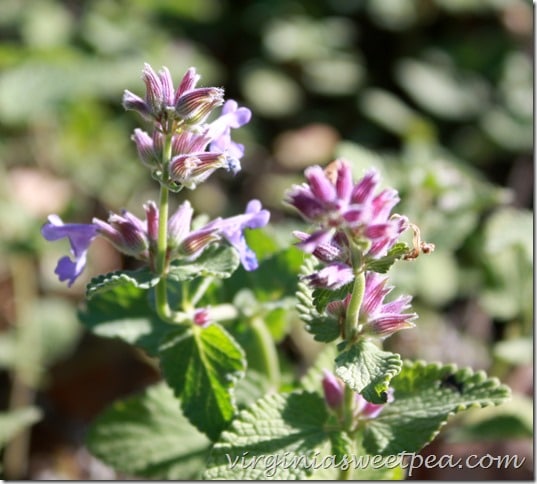 Cat Mint