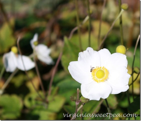 Fall Blooming Anemone