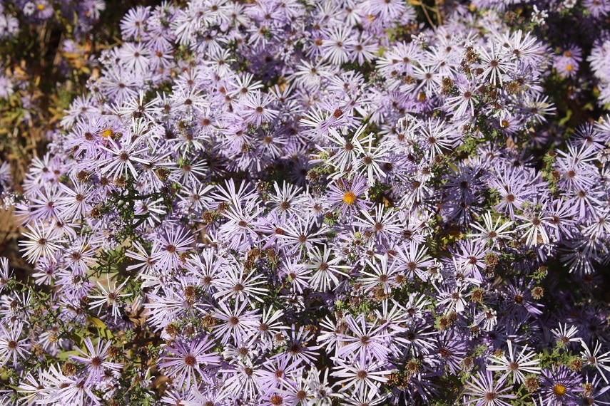 Asters for Fall