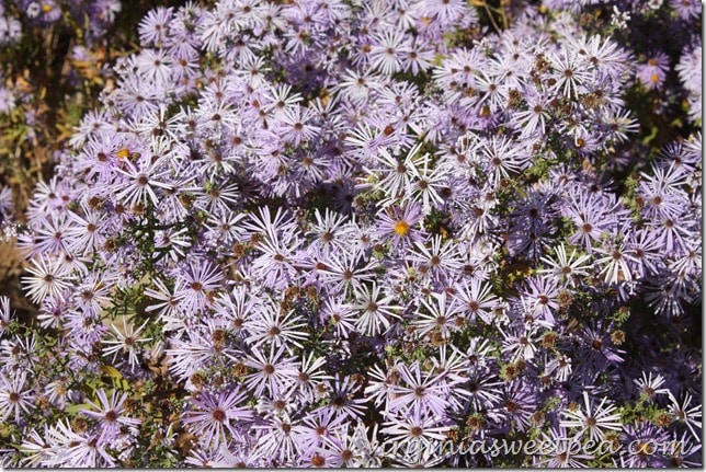 Purple Asters