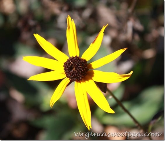 Rudbeckia