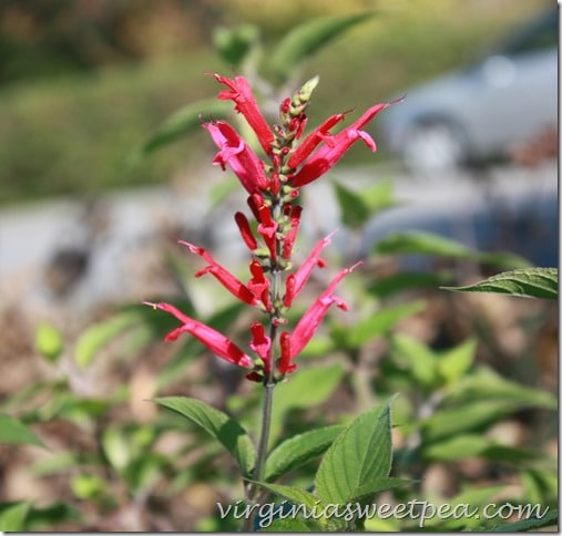 PIneapple Sage