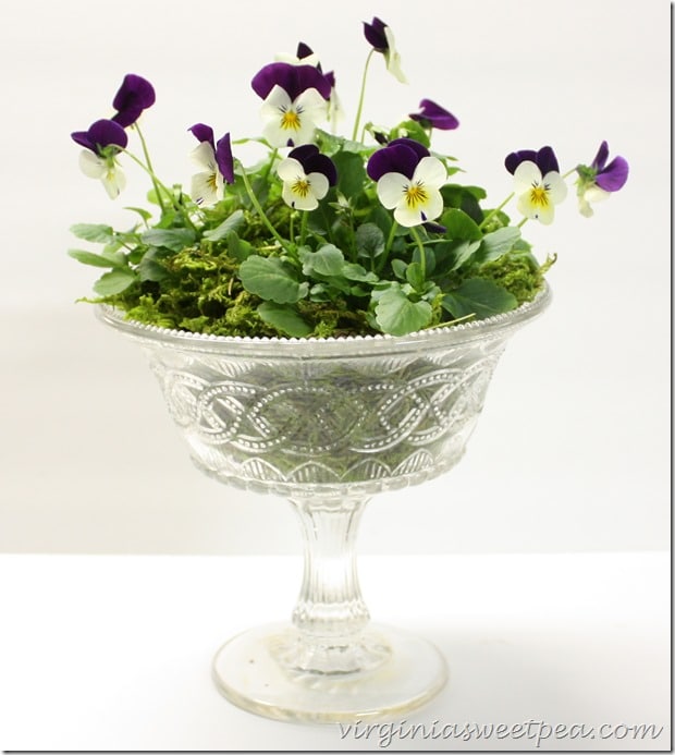 Easy Spring Centerpiece with Violas by virginiasweetpea.com