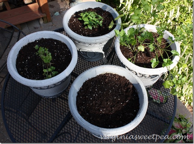 Flower pots revived with paint.  Don't throw an old pot away.  Change its looks with paint in two complementary colors.  virginiasweetpea.com