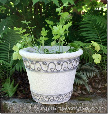 Flower pots revived with paint.  Don't throw an old pot away.  Change its looks with paint in two complementary colors.  virginiasweetpea.com