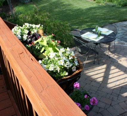 Container Gardening with Monrovia Plants by virginiasweetpea.com