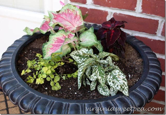 Monrovia plants planted in a gorgeous urn from Balsam Hill.