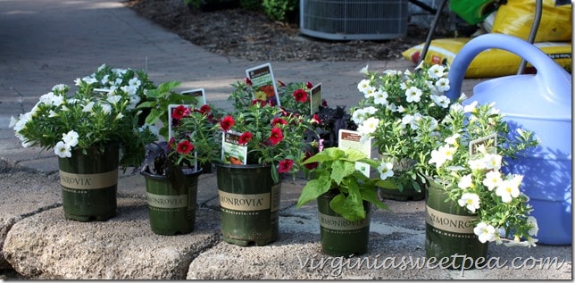 Monrovia plants purchased for deck planters