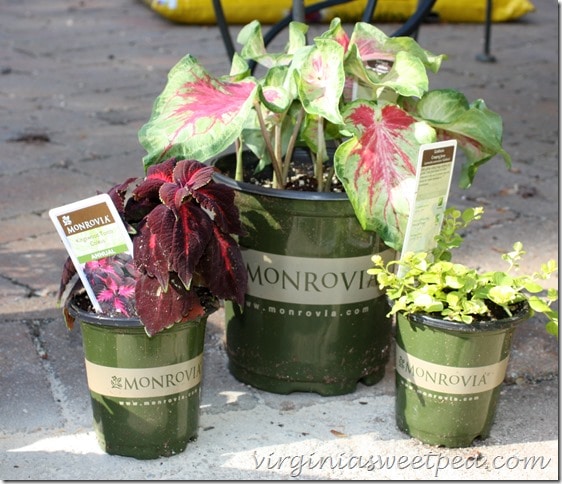 Monrovia-plants-for-urns-on-deck