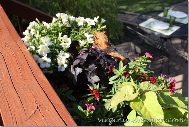 Monrovia plants in window box planters used on my deck.  virginiasweetpea.com