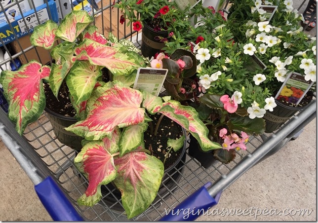 Shopping for Monrovia Plants at Lowe's in Lynchburg, VA