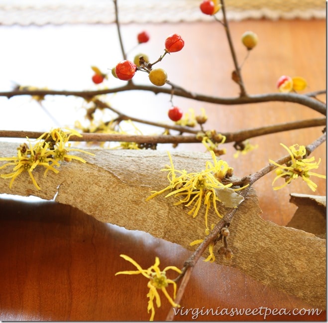 Bittersweet and Yellow Fall Blooming Tree Blossoms