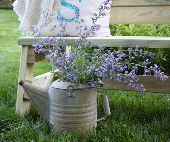 Catmint in a Vintage Watering Can