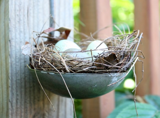 Birds Nest in a Vintage Ladle