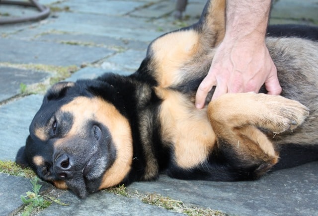 Sherman Skulina Gets a Belly Rub