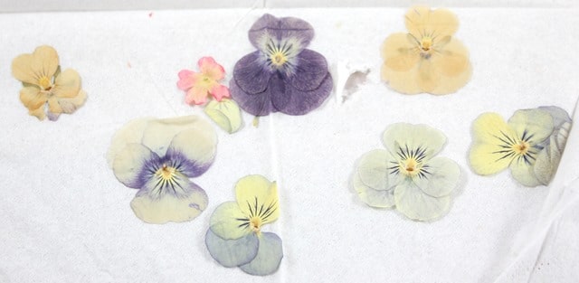 pressed pansies