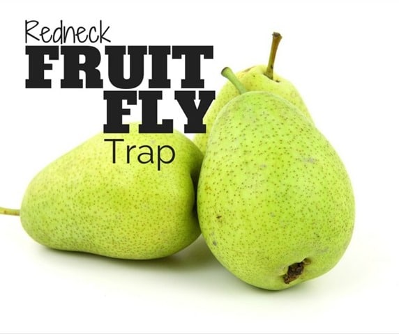 Fruit-Fly-Facebook-768x644