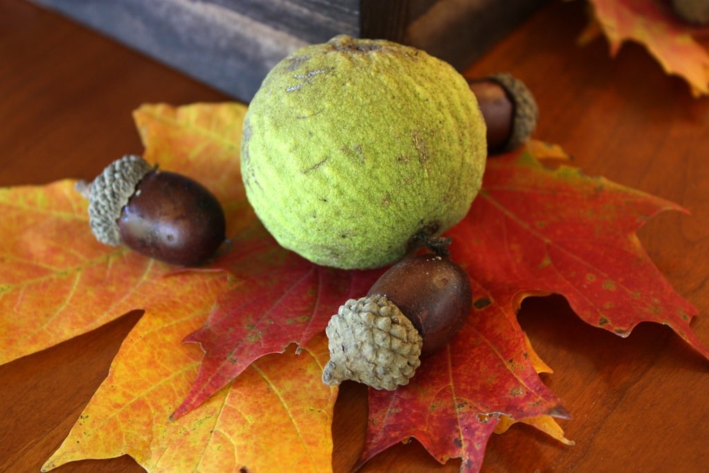 Walnut, two fall leaves, and aconrs