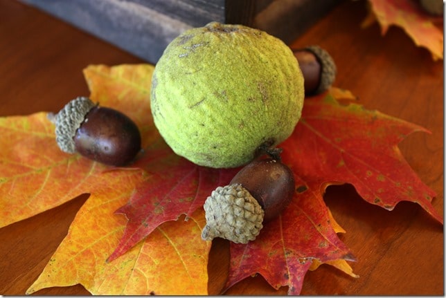 Fall folliage with walnuts and acorns.