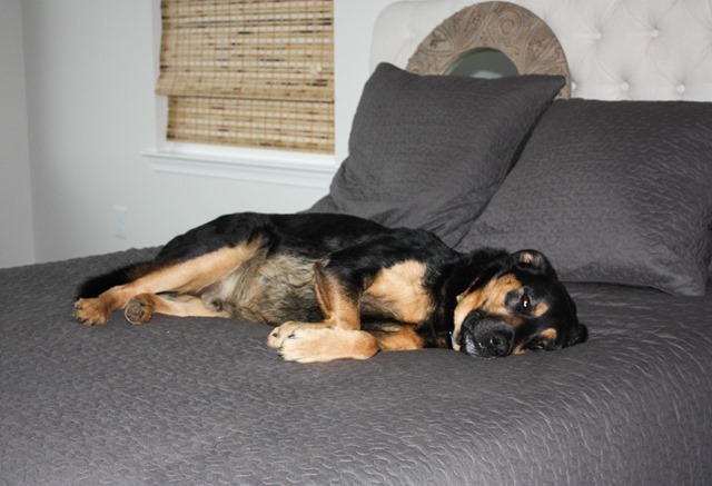 Sherman Skulina on the bed at Smith Mountain Lake