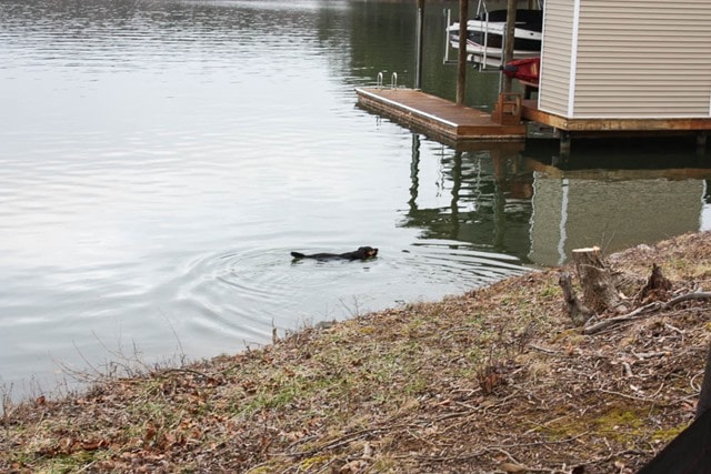 Sherman Skulina swimming at Smith Mountain Lake, VA