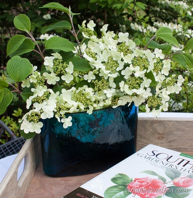 Viburnums in a Blenko Vase